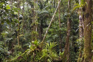 11143769 - amazonian rainforest in ecuador with many bromeliads in foreground