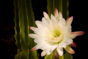 Night blooming cactus